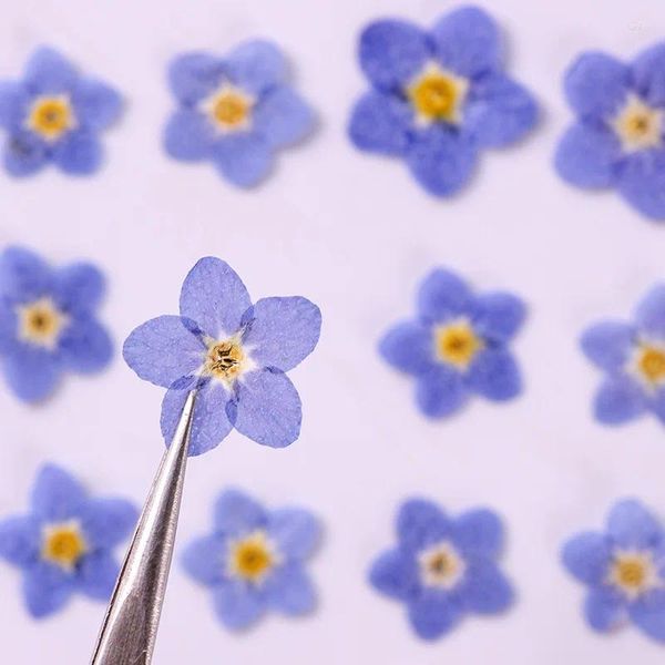 Flores decorativas 1000pcs pressionados seco myosotis sylvatica esquecemenot herbário de flor para unhas maquiagem de joias