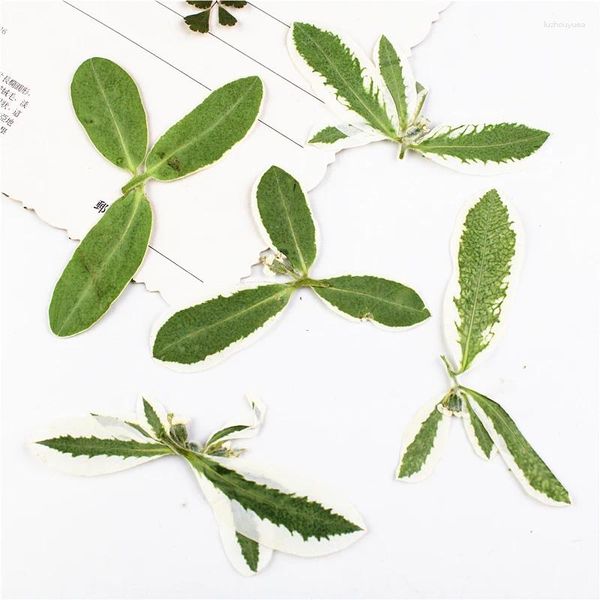 Fiori decorativi 4-7 cm/100 pezzi foglie bianche con bordi bianchi naturali eternal Plant Plant Inviti di nozze fai-da-te Craft Bookmark Gift Carto