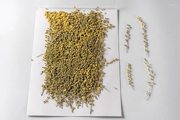 Dekoratif Çiçekler 60 PCS Preslenmiş Kurutulmuş Doğal Sarı Çiçek Herbaryum Epoksi Reçine Yüzü Makyaj Tırnak Sanatı Mücevherleri Yer İşareti Telefon Kılıfı DIY