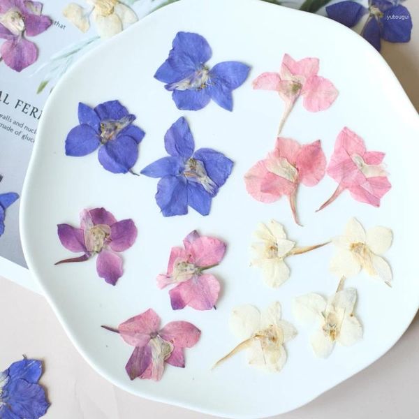 Dekorative Blumen Natur gepresst Larkspur Blumenkopf Eskorte DIY Art Po Frame Dirp Telefon Hülle Gesichts Make-up Dekoration 24pcs/2-3 cm