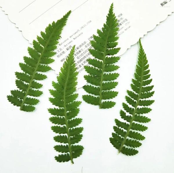 Dekorative Blumen 60pcs Pressed getrockneter Athyrium multidentatum Blätter Pflanzen Herbarium für Schmuck Postkarte Lesezeichen Telefonhülle Einladung