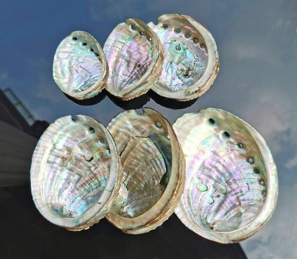 5 tamanhos de decoração náutica de casca de abalone conchas de casamento de praia decoração de jóias de jóias de casca diy prato aquário decoração h j8425142