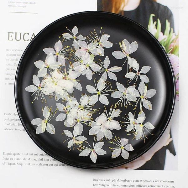 Dekorative Blumen 60pcs gepresst getrocknete Gaura Lindheimeri Engelm Schmetterling Blumenpflanzen Herbarium für Schmuck Postkartenhülle Einladung Einladung