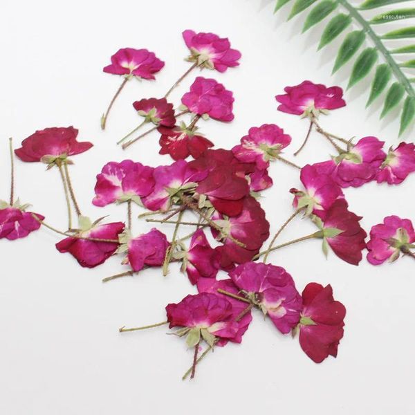 Dekorative Blumen 60pcs getrocknete Seite gepresstes rotes chinesisches Rosenblumenpflanzen Herbarium für Schmuck Lesezeichen Postkarten -Telefonhülle Einladungskarte