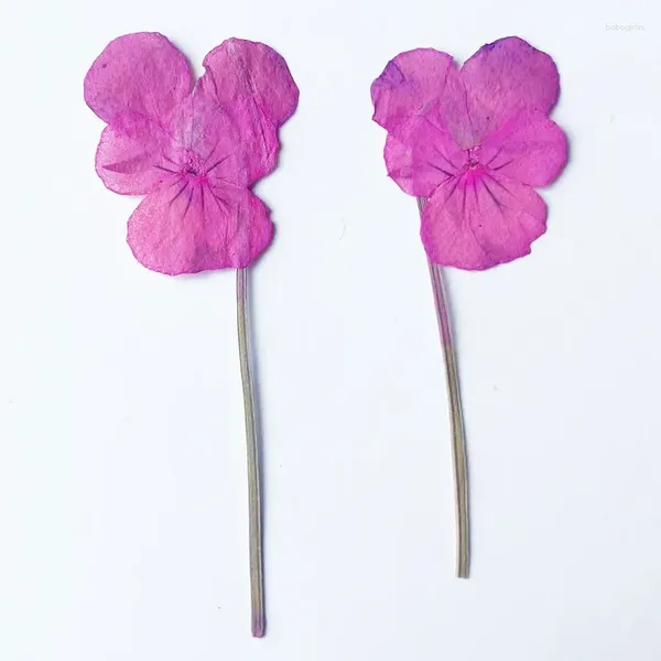 Flores decorativas Viola rosa rosa Buquê seco natural para unhas 40pcs FEEE Remessa