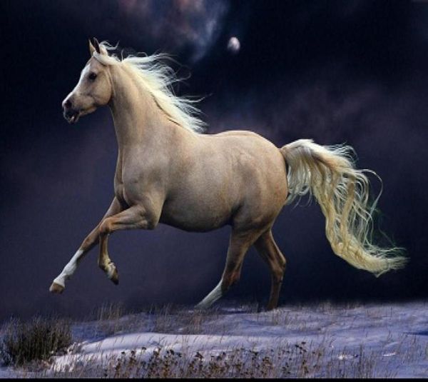 Cavallo bianco incorniciato che corre nella pittura ad arte animale dipinti a mano di luna di luna su una spessa qualità del museo di tela multine2521625