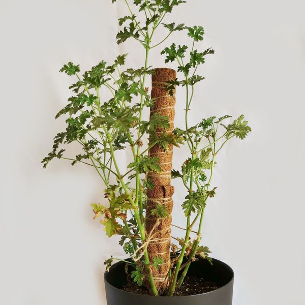 2Pack 42cm Coir Moos Stangenanlageunterstützung mit 10 Pflanzenetiketten 20 Gartenkabel PVC Stick Coir Moos Stick zum Pflanzenklettern