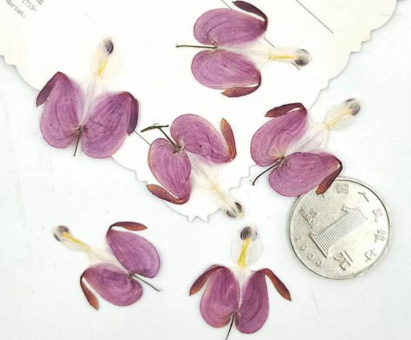 Dekorative Blumen 100 Stück gepresste getrocknete Lotusknospen Blumenpflanze Herbarium für Schmuck, Handyhülle, Po, Rahmen, Postkarte, Lesezeichenherstellung