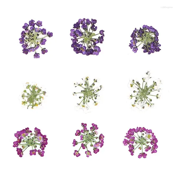 Dekorative Blumen, 1–2,5 cm/24 Stück, echte natürliche getrocknete gepresste kleine Trockenpresse, süßer Alyssum-Blumenkopf für Epoxidharz-Nägel, Einladungskarte