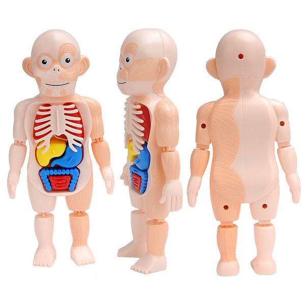 DIY Toys İnsan Vücudu 3D İnsan Vücudu Gövde Modeli Eğitim Meclisi Öğrenme Organ Öğretim Araçları Çocuklar için Erken Öğrenme Oyuncak