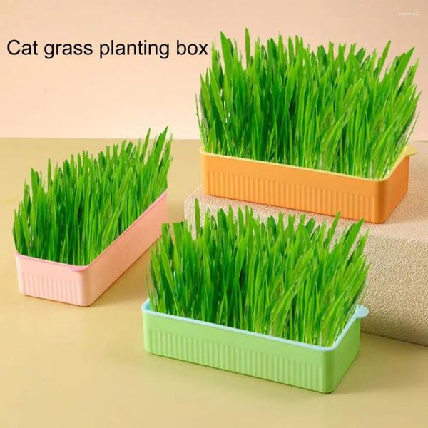 Portadores de gato durável plantador de grama engrossado estufa crescer caixa planta pote contraste cor plástico acessórios plantio