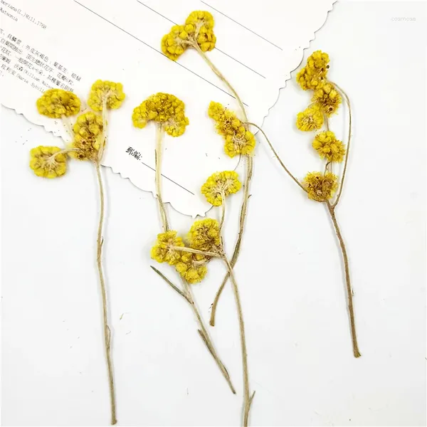 Flores decorativas de flores amarelas naturais Pressionada Mini Arranjo PO Decoração de cenários 8pcs/bolsa