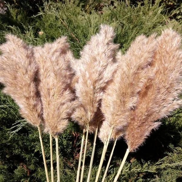 Dekorative Blumen flauschiger natürlicher botanischer Blumenstrauß Hochzeit getrockneter wirklich großer Pampas Gras -Boho Vasen