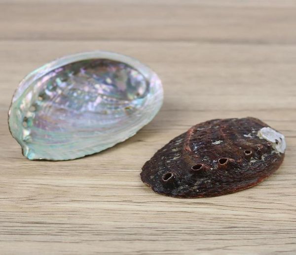 Dekorationen Aquarien Fisch Haustier Lieferungen Garten5 Größen Abalone Nautical SeaShell Beach Hochzeitsschalen Ozean Schmuck DIY Shell SOA9072968