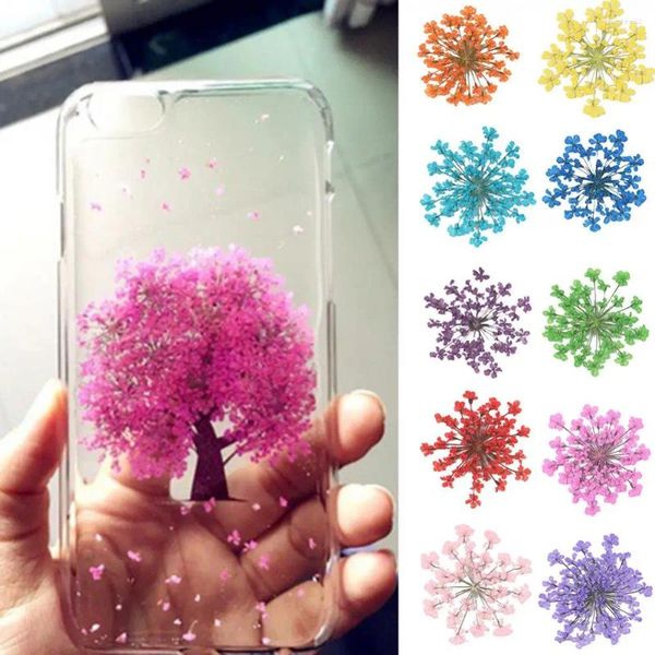 Dekorative Blumen 100pcs gepresst natürliche getrocknete farbenfrohe Ammi Majus Blume Epoxidharz Nail Art Craft Asorien DIY Telefon Shell Dekor Dekor