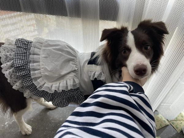 Roupas de vestuário para cães puro algodão maid lolita vestido de gato preto e branco para todas as estações saia de estimação filhote de gatinha cachorrinho