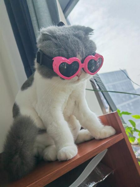 Hundekleidung Haustiergläser winddichtem Augenschutzzubehör Katzen und Hunde spielen coole hübsche Sonnenbrille für faltbar für