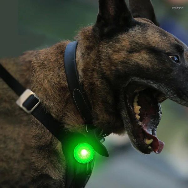 Collari per cani LED LED CANI GLOW NELLA INCHIERE DURO SCURNO SCHEDA IN MAGAZZA NOTTE NOTTE LUCI