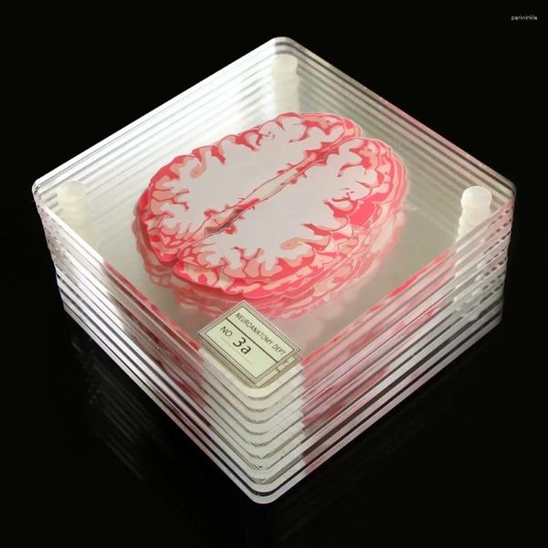 Tavol tabellini anatomici coaster per campioni cardiaci fetta anatomia acrilica bevanda quadrata tazza tazza tazza casa barre decorazione cucina decorazione