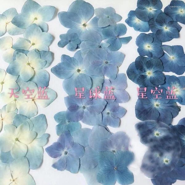 Flores decorativas 120pcs Pressionada Blue Series Seca Hydrangea Macrophylla Flower Plants Herbarium for Jewelry Phone Case Bookmark Fazendo DIY