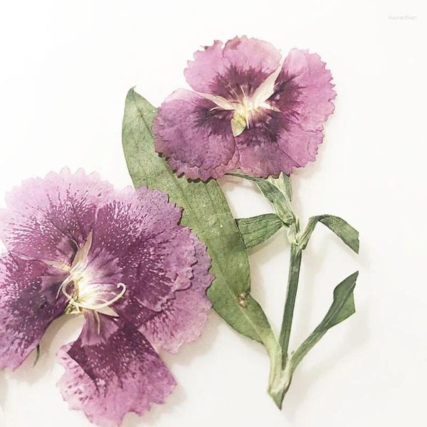Fiori decorativi Dianthus Flower Press per materiale fatto a mano fai -da -te 120pcs