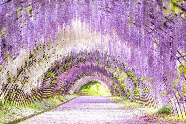 Arazzi Wisteria viola in Bloom 3D Stampa 3D 2024 Decorazione camera da letto ara ad arazzo Immagini Camera Dector Wall Appedisci Natura Paesaggio