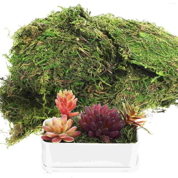 Flores decorativas Moss manchados verdes para plantas artesanato decoração Falsa casa preservada paisagismo Faux