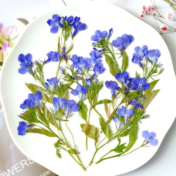 Fiori decorativi 4-5 cm 8-13 cm 12pcs Pressata Lobelia Erinus Flower Real Drip Drip Glue Gue Mobile Telefonomina Legna di auguri di saluto