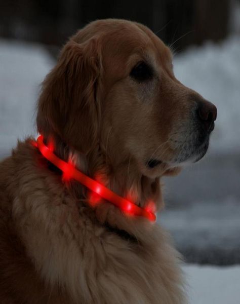 USB Şarj Edilebilir LED Köpek Yakası Su Geçirmez Lightup Gece Güvenliği Boyun Döngüsü Fashing Tüp Band Dark6344114