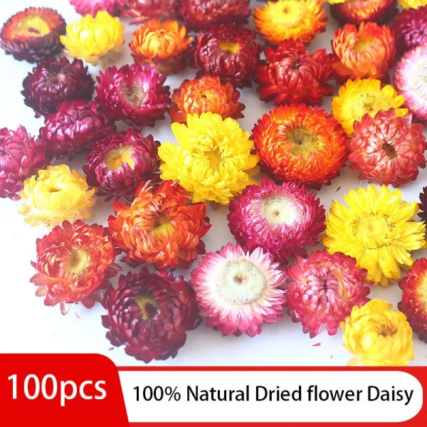 100pcs natürliche getrocknete Blumen Daisy Trockenstroh Chrysanthemenköpfe Dekorative DIY -Kerzenhause Hochzeitsdekor für alle Arten von Kunsthandwerk