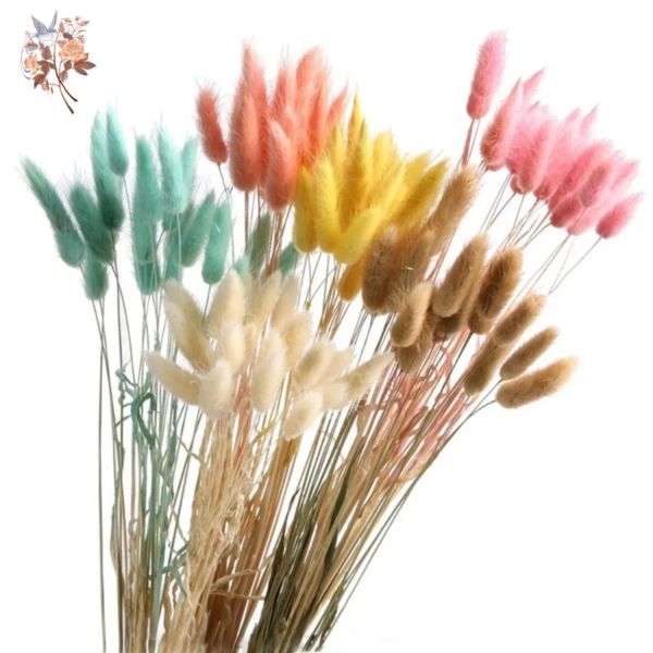 20/50pcs de coelho natural grama de coelho colorido flores secas buquês coelho caudas lagurus ovatus foto decoração de casamento em casa