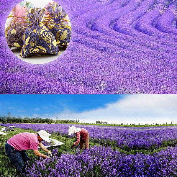 Bocciolo di lavanda naturale a bombola asciutta sacca porta porta auto aria aromatica rinfrescare bombola di profumo per la casa in tena