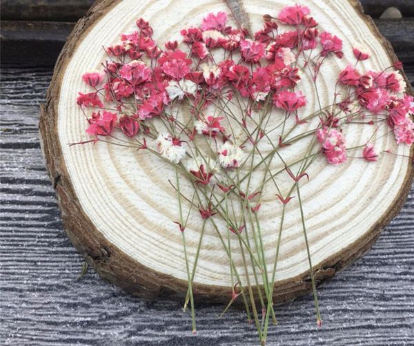 60 шт. 5-10 см сушеные прессованные всасываемые цветы Gypsophila посадка трабария для ювелирных из ювелирных изделий.