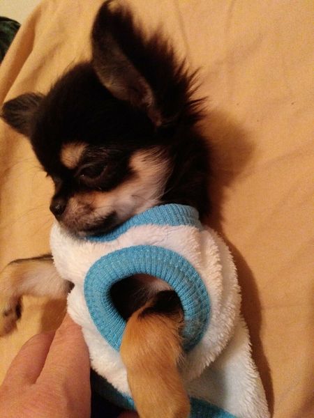Boyut XXXS XXS X Küçük Kız Kadın Köpek Giysileri Yavru Palto Kedi Pijamalar için Pijamalar Oyuncak Çay Fincanı Yavru Yorkie Tiny Chihuahua