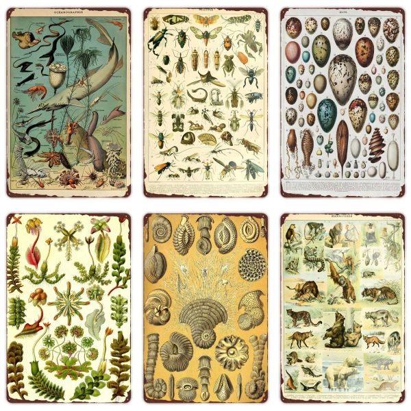 Segni di metallo vintage Vintage Segni di arte fossile Mammiferes Segno di Poissons per decorazioni in classe domestica Insetti di stagno Segni di stagno