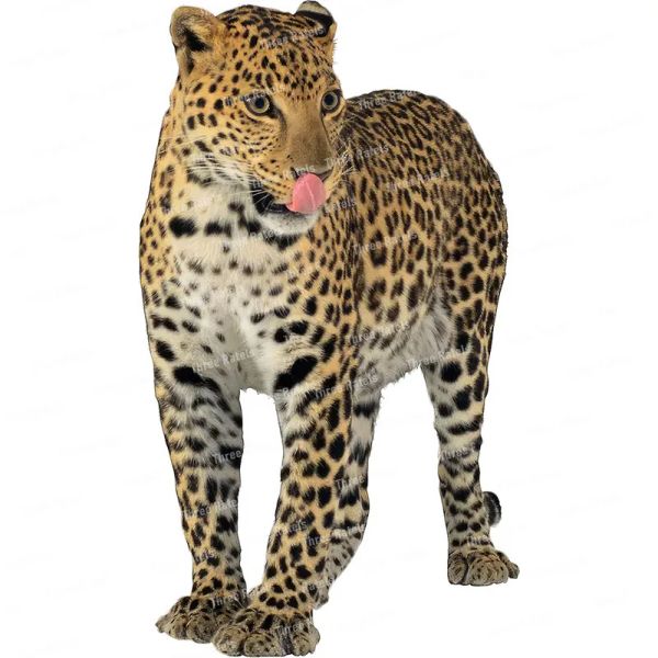 Três Ratels QD150 LEOPARDO COOLO PESSOA PERSONALIZADO DE CARROS DE CARRO DE CARRO DE COMPUTADORES DOMALS DE ART