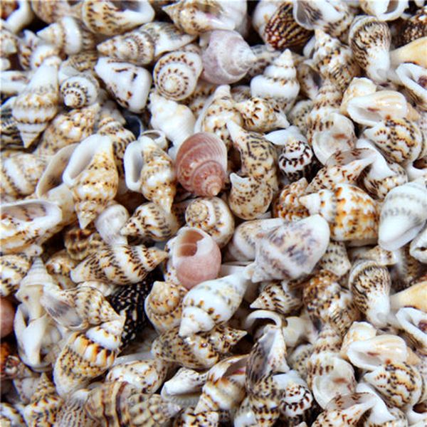 Cascas 100pcs mini conchas artesanato natural conchas conchas conchas micro-bandeira craft de tanques de tanques de peixes decoração de aquário