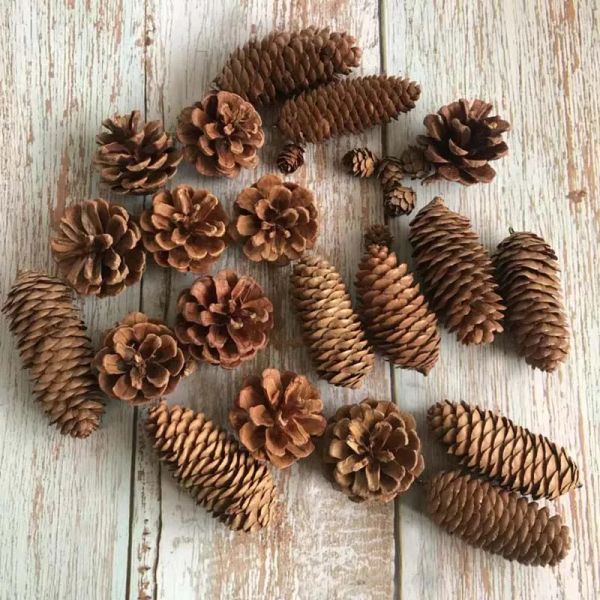 Fiori secchi naturali Pinecone decorativo, mini fiore di pino, vero fiore secco fai -da -te per ornamenti natalizi, decorazioni per matrimoni, casa