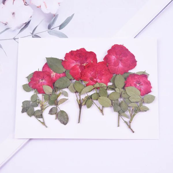 12 pezzi/5-8 cm, rose rosse pressate naturali fiori con ramo, inviti di nozze fai-da-te artigianato delle carte regalo per segnalibri