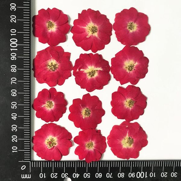 60pcs gepresst getrocknete chinesische Rosenblume/Blattpflanzen Herbarium für Schmuck Spoik