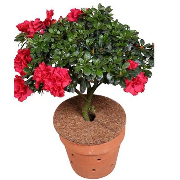 1 pc COCO COIR COPER COPERTURA MAZZATO MAZZO MACKED CONTROLLO ENCI FLOORE POT FLOWER PERCHI