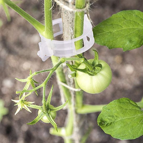 Plastikanlagenstütze Clips 50/100pcs Vine Tomatenstiel Gemüse Fixierung Garten Gartenzubehör Accessoires 30 mm Pflanzenklammern