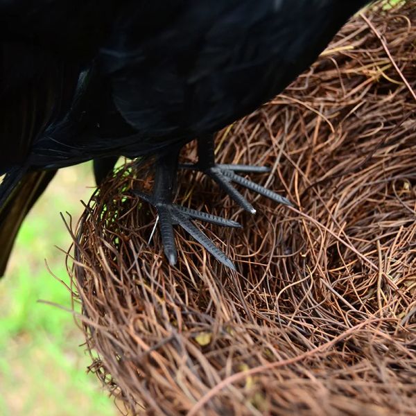 Halloween Prop Feathers Crow Bird Grande 25x40cm espalhando asas de brinquedo de brinquedo de cor do corvo preto, suporte de desempenho
