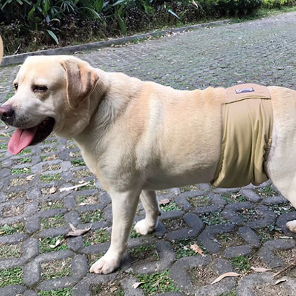 Pantaloni fisiologici per cani da compagnia maschio pantaloncini per cani da ragazzo lavabili sliptwear anti-molesta