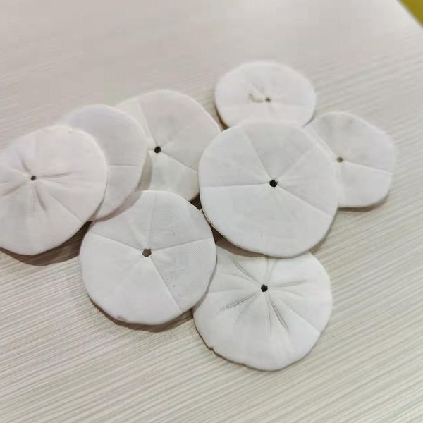 1pcs Natural Rare Sea Erchin Shells