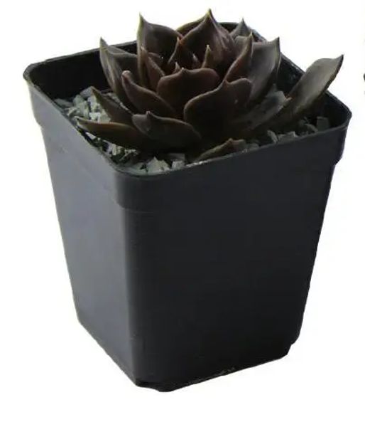 10pcs/lotto 7*7*8 cm Black Color Proves Fiories Fiorini vasi di plastica vasi di plastica Piccole vasi quadrati per piante succulente Gyh