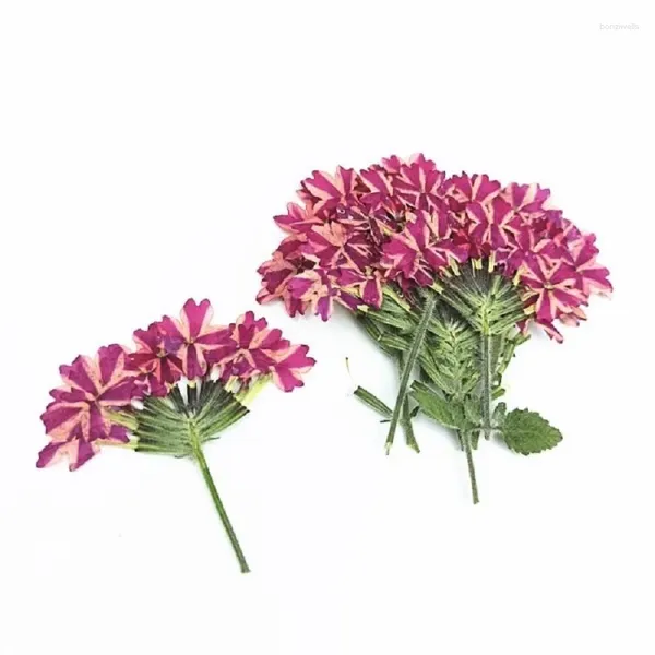 Dekoratif çiçekler preslenmiş kurutulmuş verbena hybrida voss çiçek, epoksi reçine mücevherleri için gövdeye sahip, yer imi telefon kasası yüz makyaj tırnak