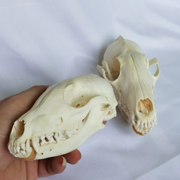 1 PCs/2 PCs Real Fox Skulls Academic Study Überraschungsgeschenk, Real Animal Skulls (Snow Fox)