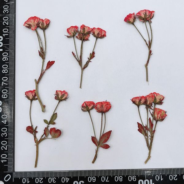 36pcs gepresst getrocknete Mehrköpfe chinesische Rosenknospen Blumenpflanzen Herbarium für Schmuck Lesezeichen Telefonhülle Postkarten Sammelalbum DIY