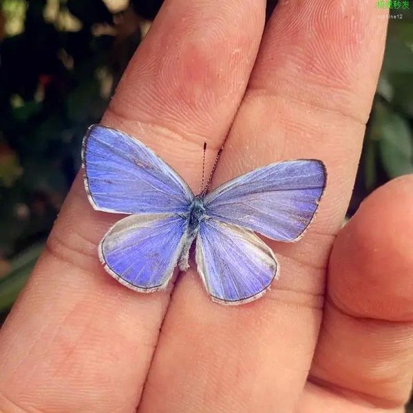 Dekorative Figuren echte Schmetterlingsornamente haben ihre Flügel Libelle Insekten kreative Geburtstagsgeschenke für Schüler in verbreitet